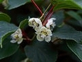 Actinidia arguta IMG_2592 Aktinidia ostrolistna